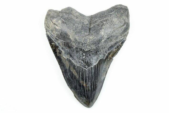 Serrated, Fossil Megalodon Tooth - South Carolina #171078
